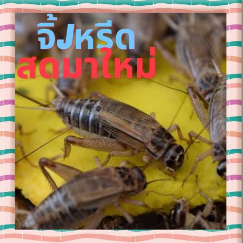 จิ้งหรีด อาหารสัตว์เลี้ยง อาหารสัตว์กินแมลง