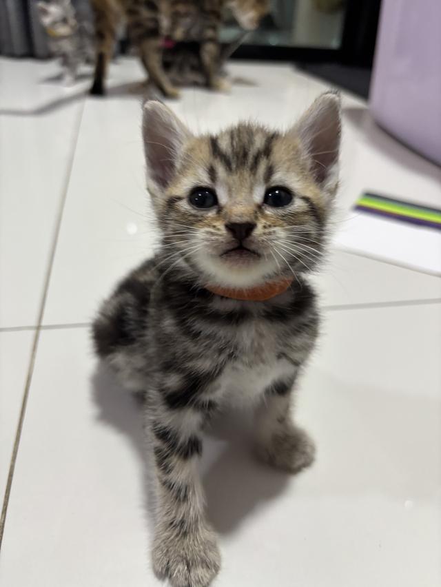 ลูกแมว American Shorthair