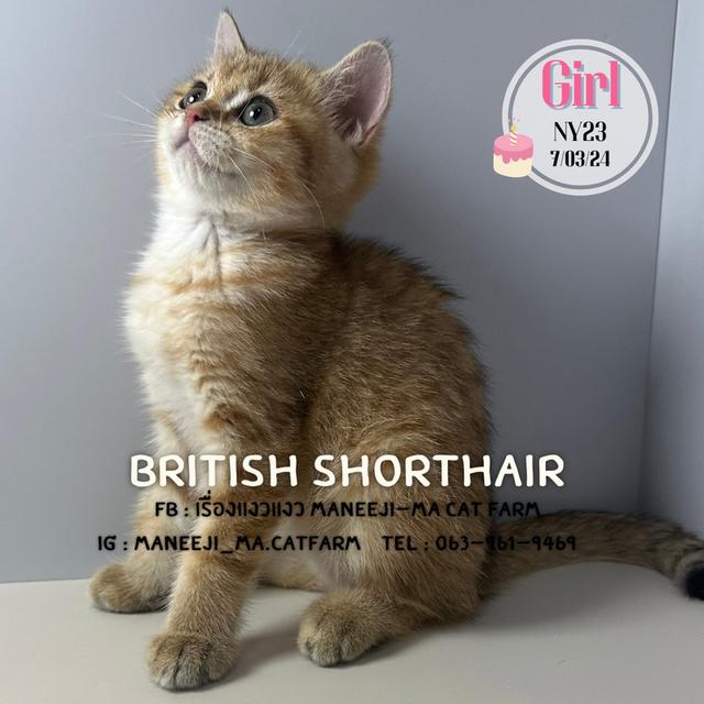 British shorthair ny23 girl 4