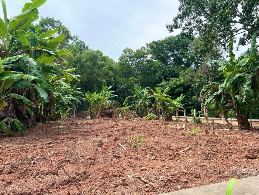 ขายที่ดิน 217ตรว. ใกล้ หาดแหลมแม่พิมพ์ ซอยสหกรณ์ ซอยอุศเรน-ท่าราบ แกลง ระยอง (ที่ดินเปล่า ถมแล้ว มีเพื่อนบ้าน) 12