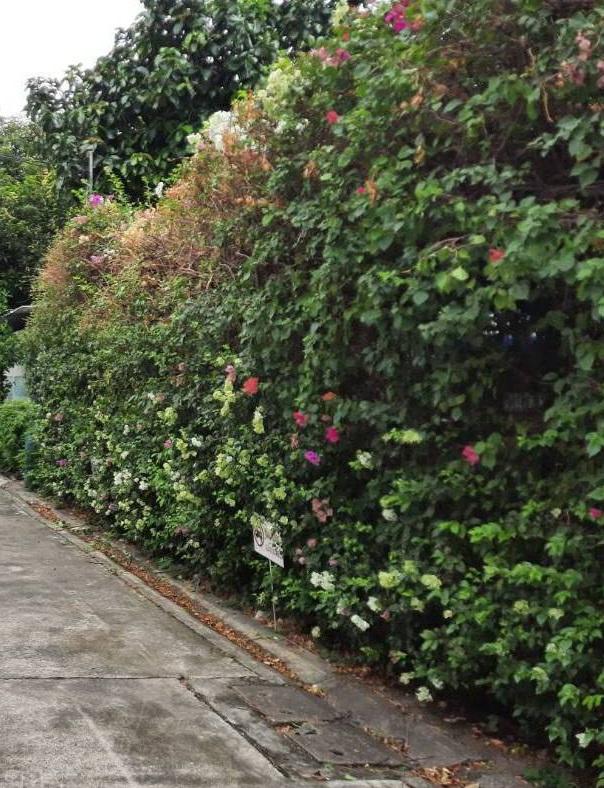 ขายที่ดิน 400ตร.ว ซอยสุขุมวิท64 พร้อมสิ่งปลูกสร้างเดิม ที่สวยแปลงสี่เหลี่ยม ติดถนนสองด้าน ใก้ลBTSปุณณวิถี ทางด่วน ทรูดิจิตอลพาร์ค 1