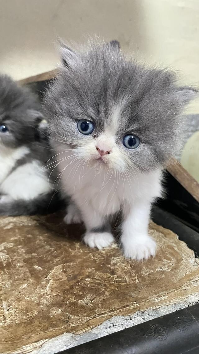 เปอร์เซียแท้ หาบ้าน🐯 5