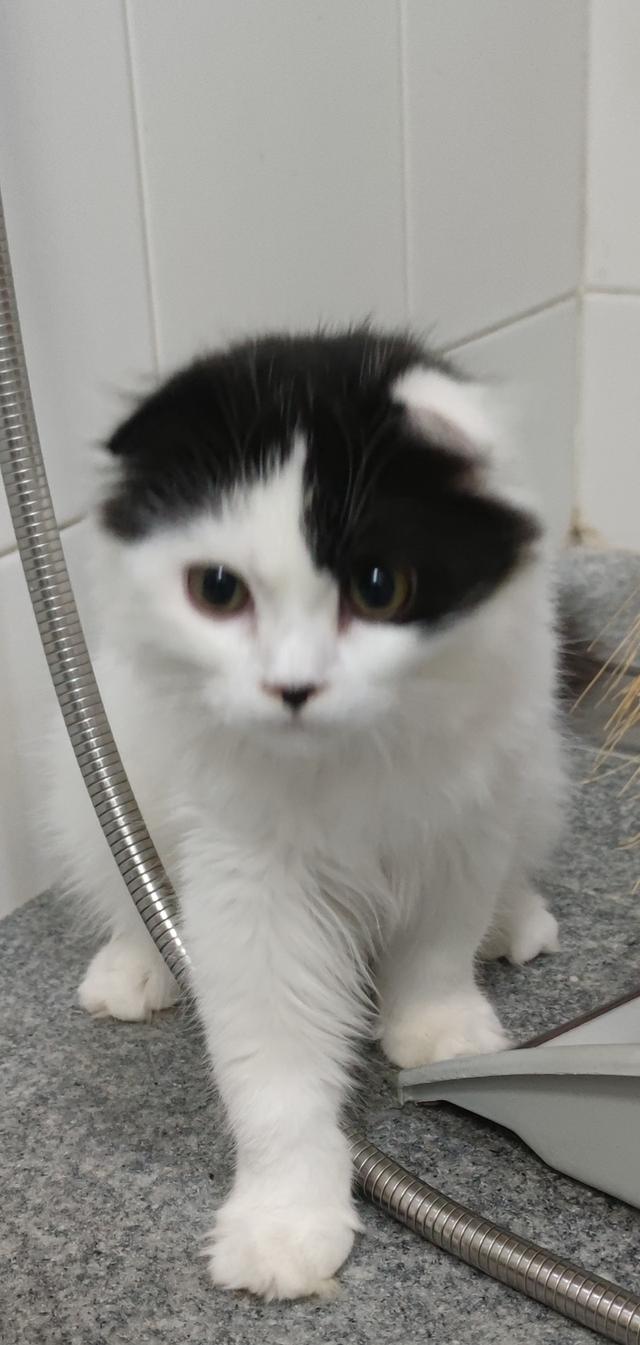 scottish. fold 2