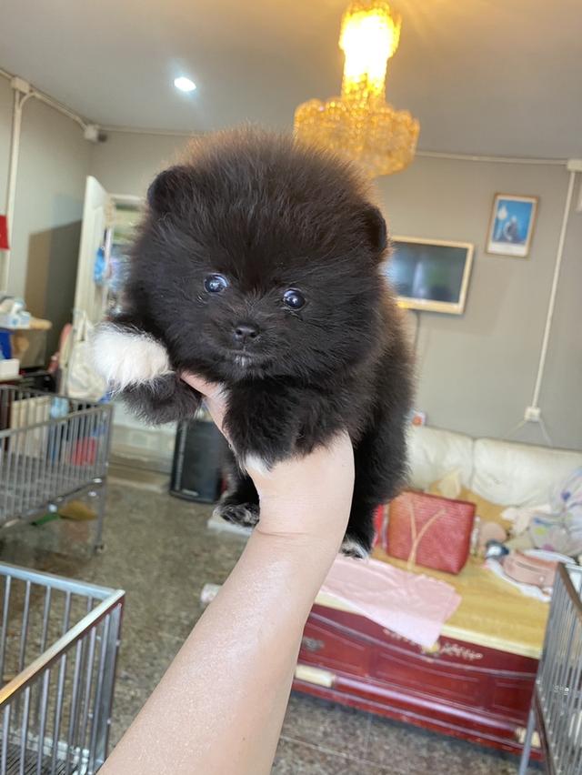 ลูกปอมเมอเรเนียนแท้ มีประกันสุขภาพแข็งเเรง อ้วนกลมหมี ทรงสวย มีหลายตัว มีบริการจัดส่ง สอบถามได้ค่ะ  5