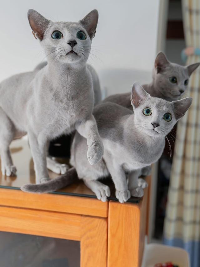 แมว Russian Blue สวยๆ