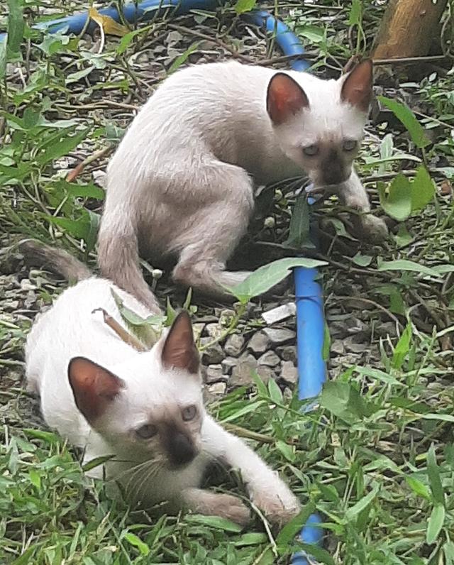 ลูกแมววิเชียรมาศ บ้านปุ้มปุ้ย 12