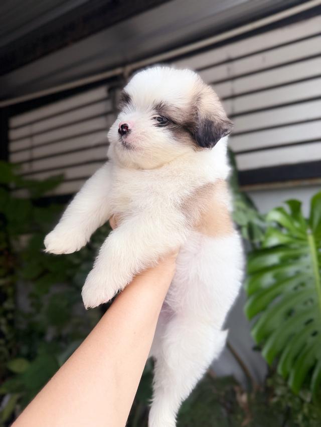 ชิสุผสมปอม เพศชาย พิกัดรามอินทรา 8