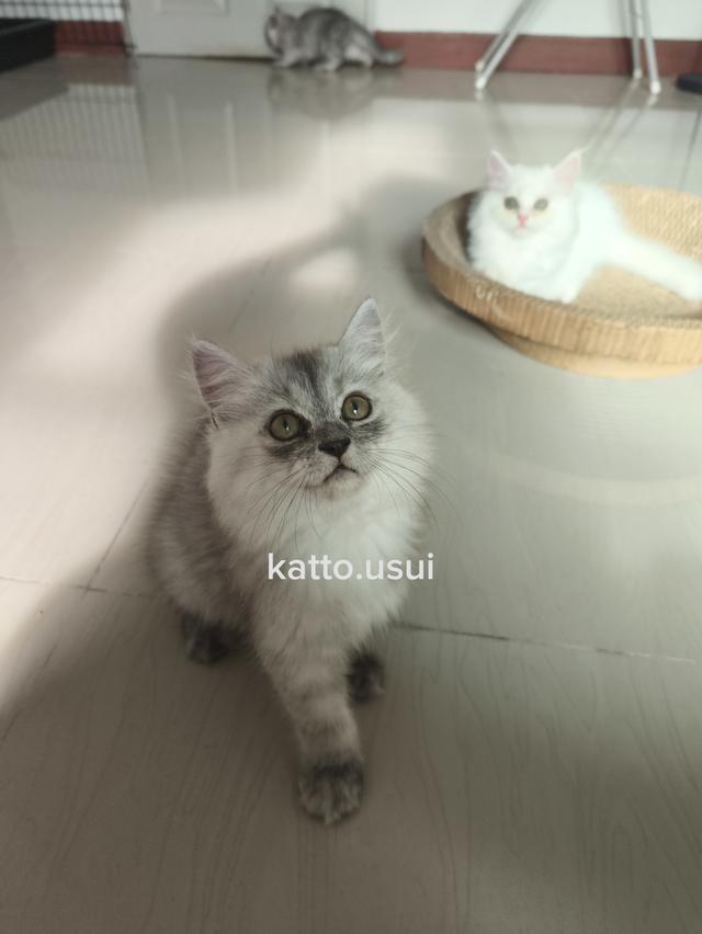 ลูกแมวเปอร์เซีย