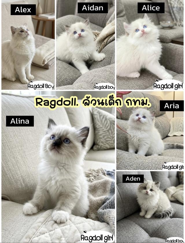 แมวแร็กดอลค่าเทอมเบาๆเด็กกรุงเทพ