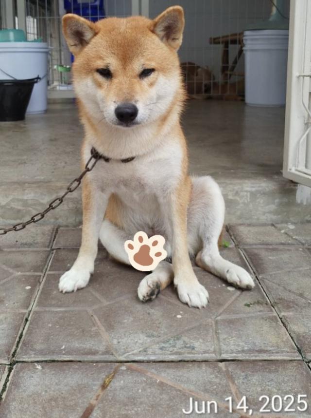 รับผสมพันธุ์ พ่อพันธุ์ชิบะ Shiba Inu ย่านหนองแขม บางบอน