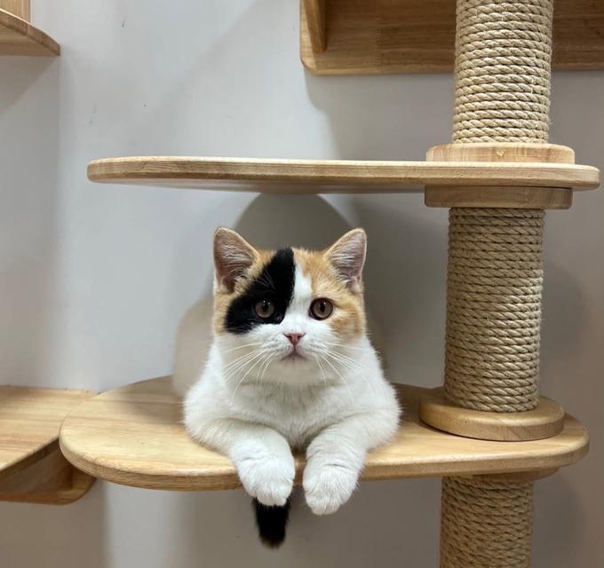 เเมวบริติชช๊อตแฮ ร์British Shorthair รูปที่ 13