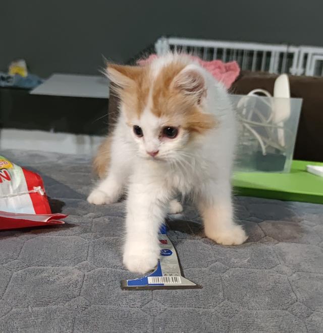 ลูกแมว สกอตทิศ โฟร์ แท้ รูปที่ 3