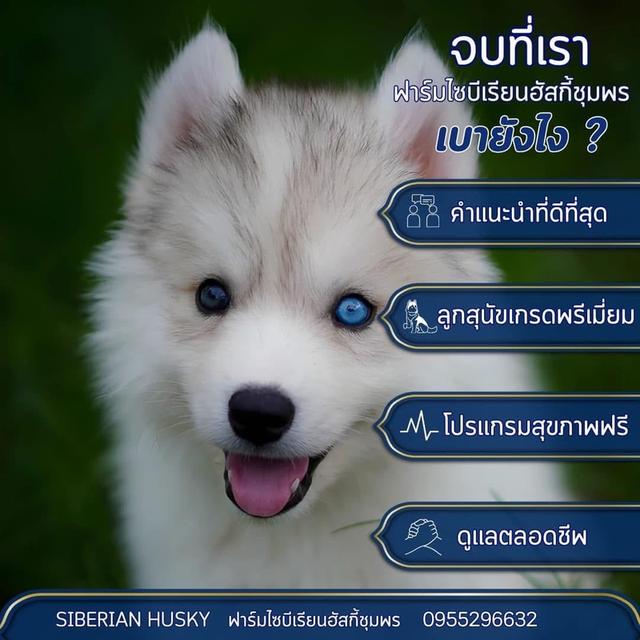 Premium Siberian Huskies in Thailand - Available in All Colors