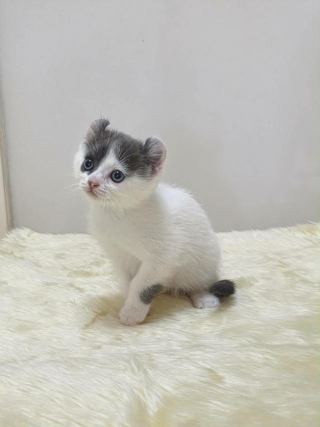 แมว อเมริกันเคิล น้องแมวหูบิน 17