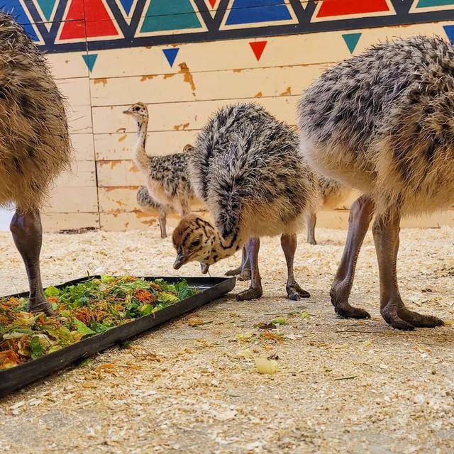 Ostrich chicks And eggs for sale