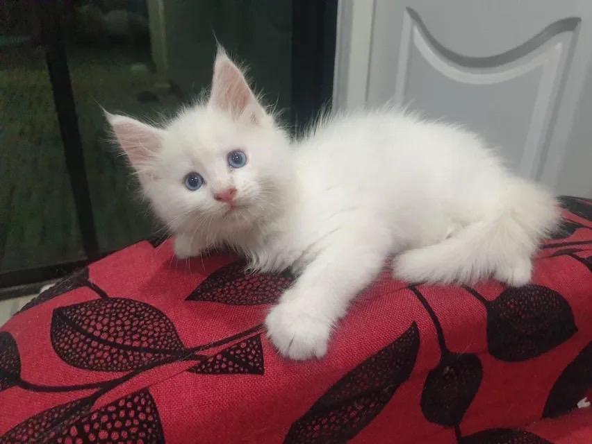 น้องแมวเมนคูนสีขาว 3