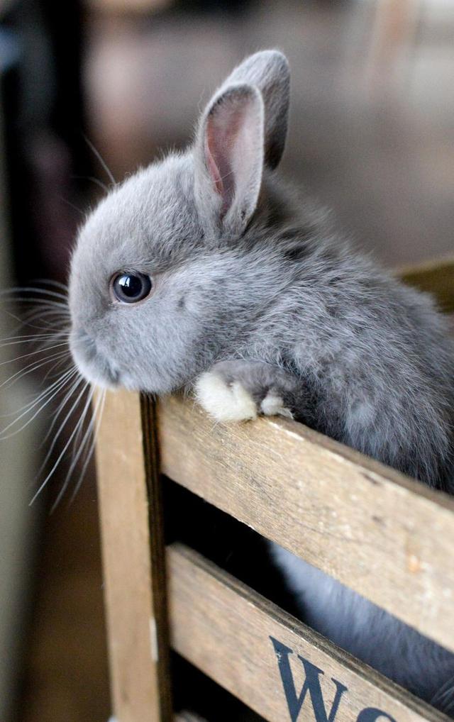 กระต่ายเนเธอร์แลนด์ดวอร์ฟ สีเทาเข้ม