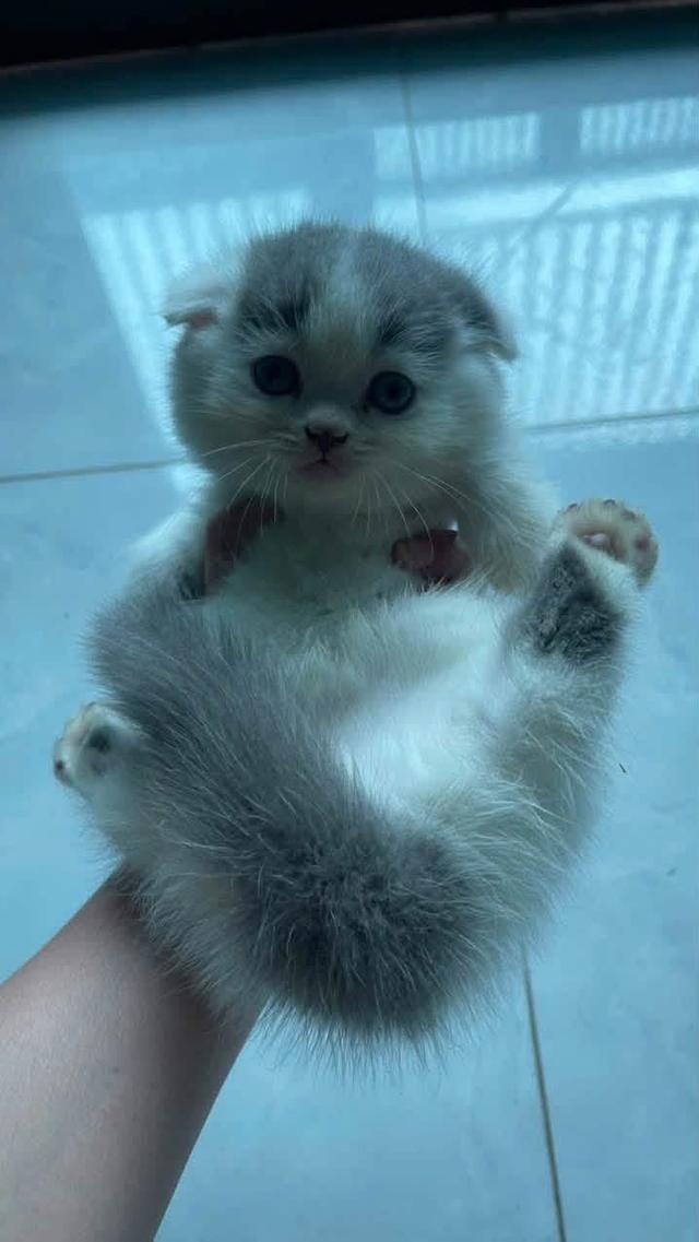 น้องแมวขาสั้น แม่ค้าอยู่สปปลาว นำส่งดายทุกประเมค