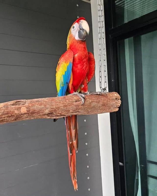 Scarlet Macaw Parrots  WhatsApp me : +66 63 826 3042