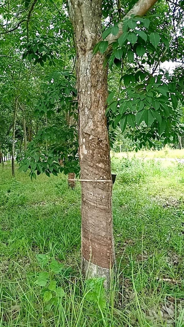 ขายที่ดิน พร้อมสวนยาง จ.อุดรฯ 2