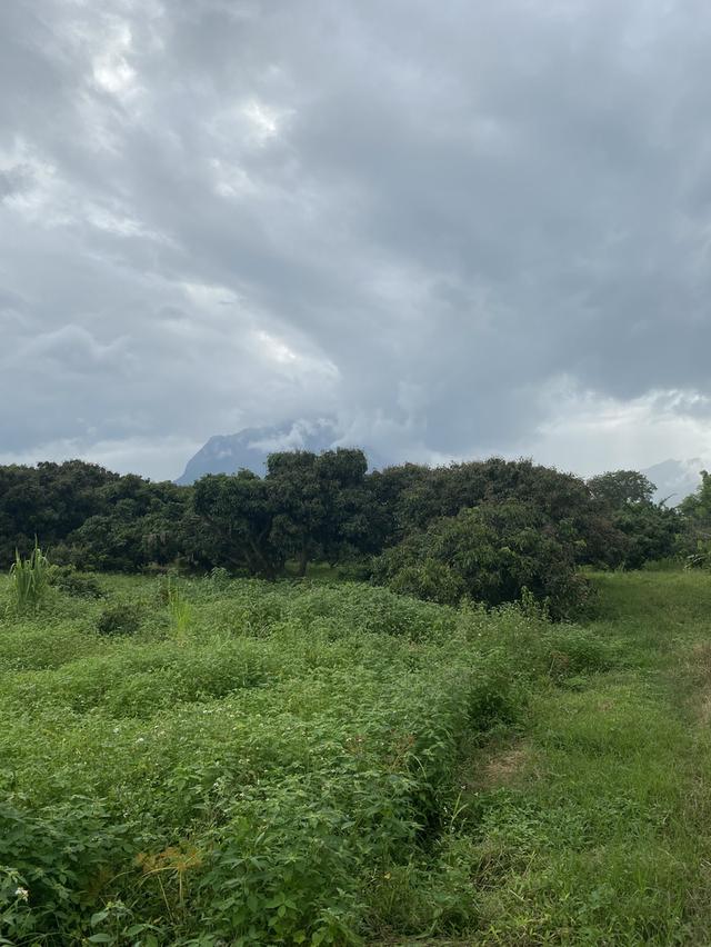 ที่ดิน อ.เชียงดาว  วิวดอยหลวง 2