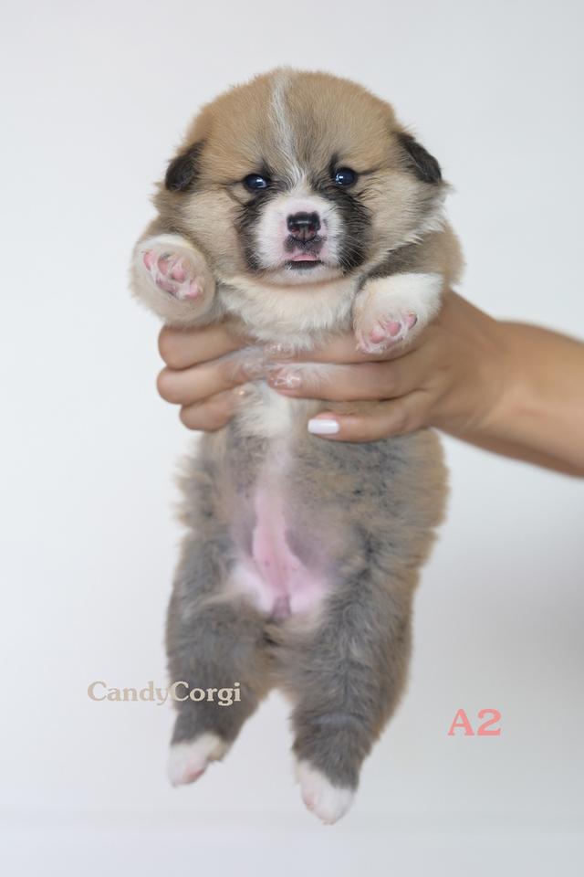 คอร์กี้ (Welsh Corgi)