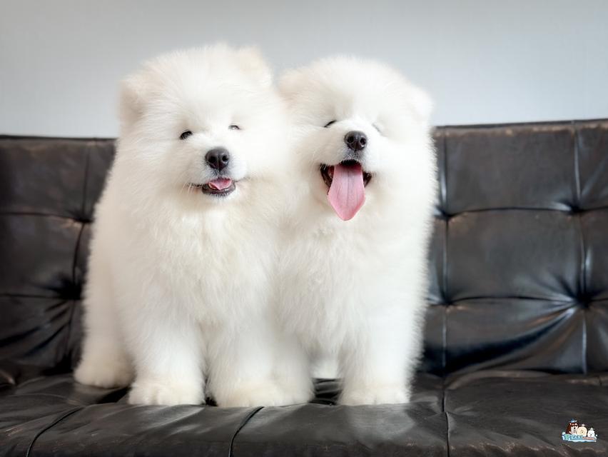 น้องซามอยด์ นำเข้าจากประเทศจีน 7