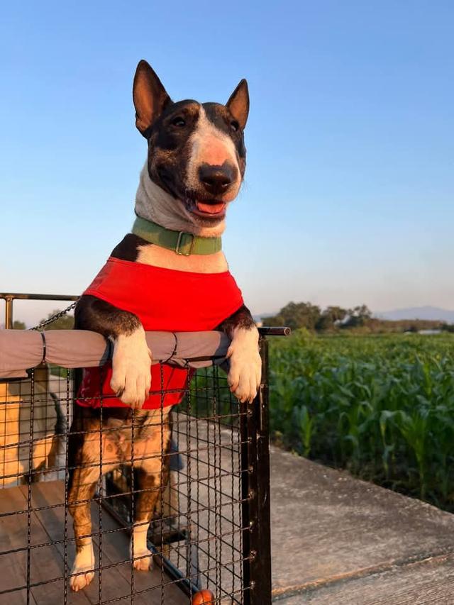 ปล่อยขาย Bull Terrier น่ารักๆ 2