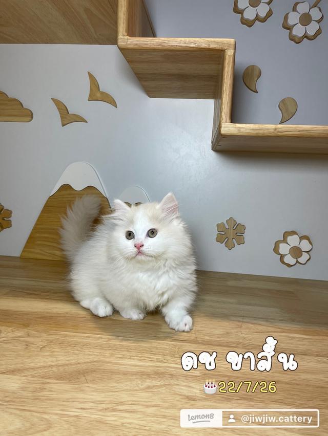 แมวมันชกิ้นขาสั้นเพศชาย