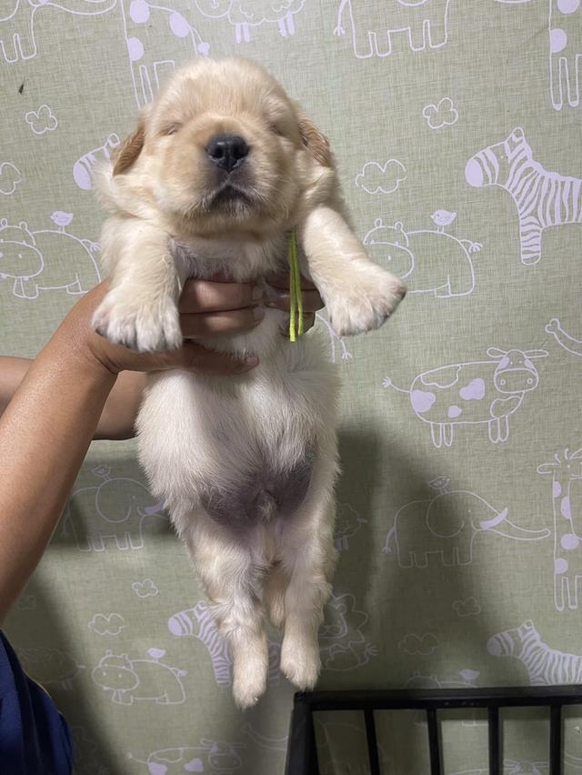 โกลเด้นรีทีฟเวอร์แท้