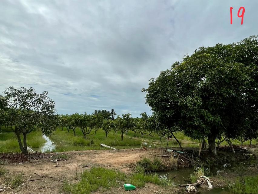 ขายด่วนที่ดินแปลงสวย 10 ไร่ 15