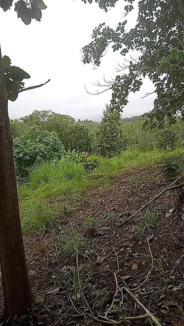 ที่ดินทองผาภูมิ 3