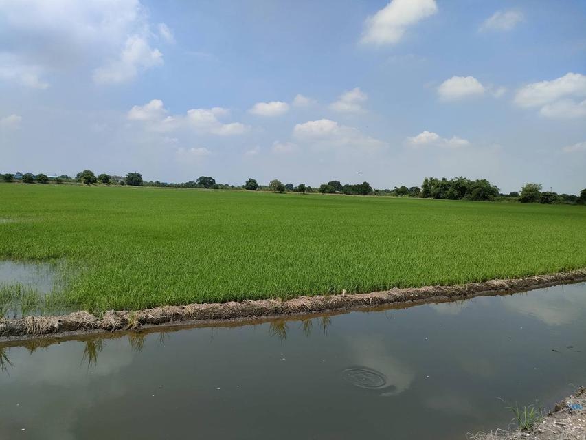 รูป ขายที่ดินเปล่าในถนนฉลองกรุง เขตลาดกระบัง กรุงเทพ 5