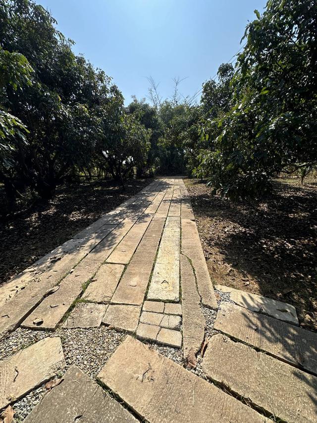 🌳 ขายที่ดินพร้อมสวนผลไม้ ทำเลดี บรรยากาศสุดฟิน (ใกล้เมืองเชียงราย) 6