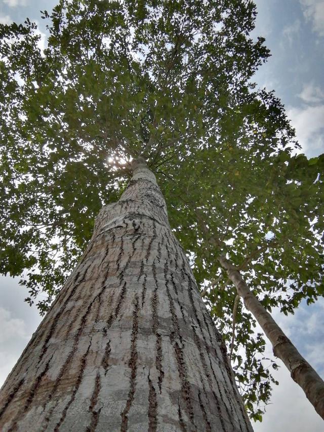 ขายสวนทุเรียน ต.มะขาม จันทบุรี 7ไร่เศษ ไร่ละ850,000.บาท 4
