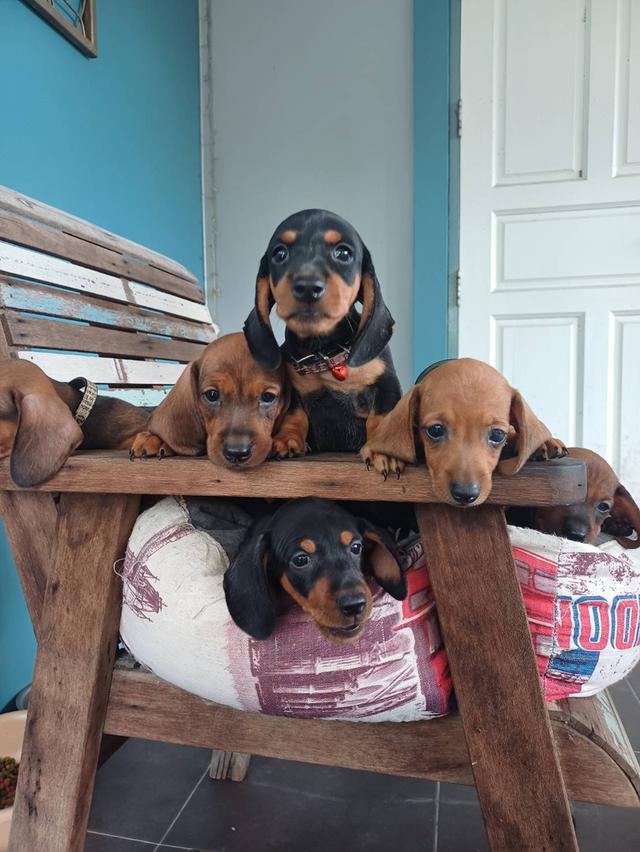 Dachshund puppies 2 months old 2