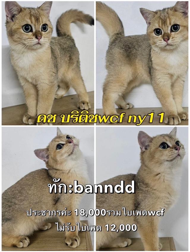 แมว รวมแร็กดอล บริติช ทันช์กิ้น สก๊อติช ลดประชากร พาราเบาทุกคน รูปที่ 4