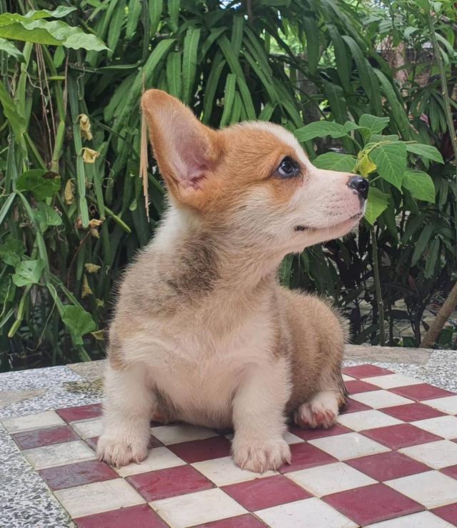 ลูกสุนัข Corgi เพศผู้ 5