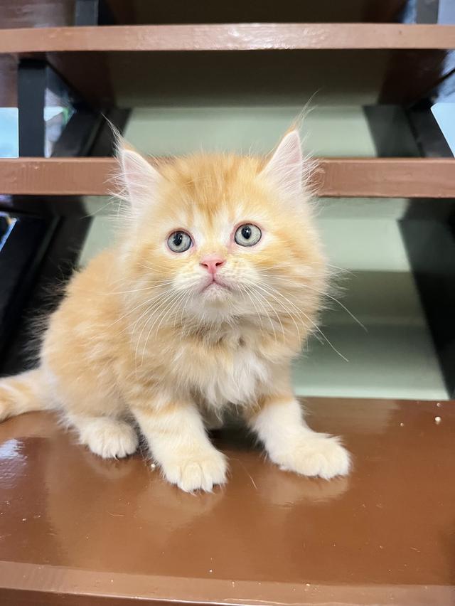 แมวเปอร์เซีย สีส้ม สีครีมเสือ แท้ รูปที่ 8