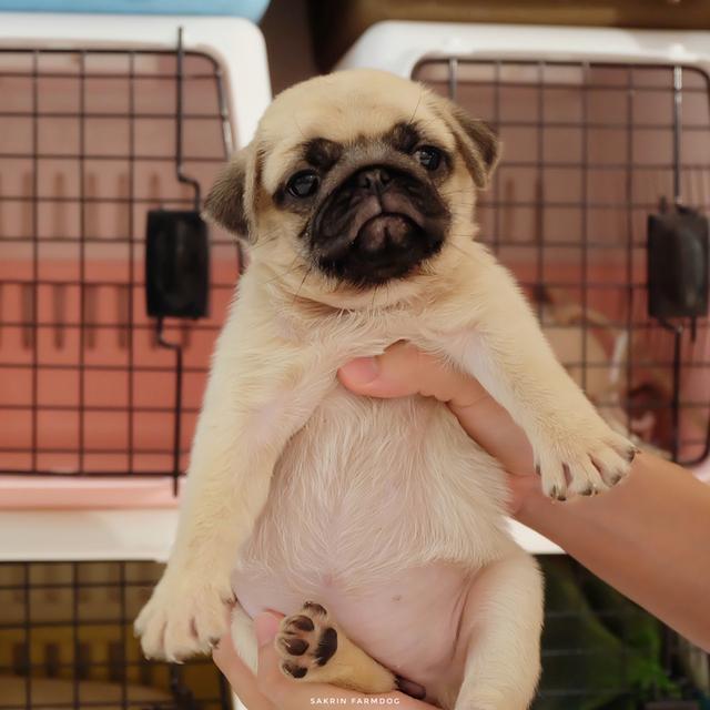 ขาย ปั๊ก (pug)  2