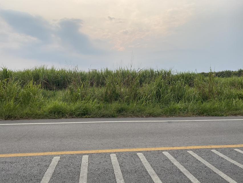 ขายที่ดิน เนื้อที่ 29 ไร่ เกาะจันทร์ จังหวัดชลบุรี 4