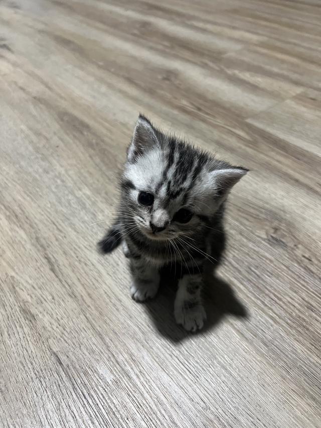 American Shorthair  3