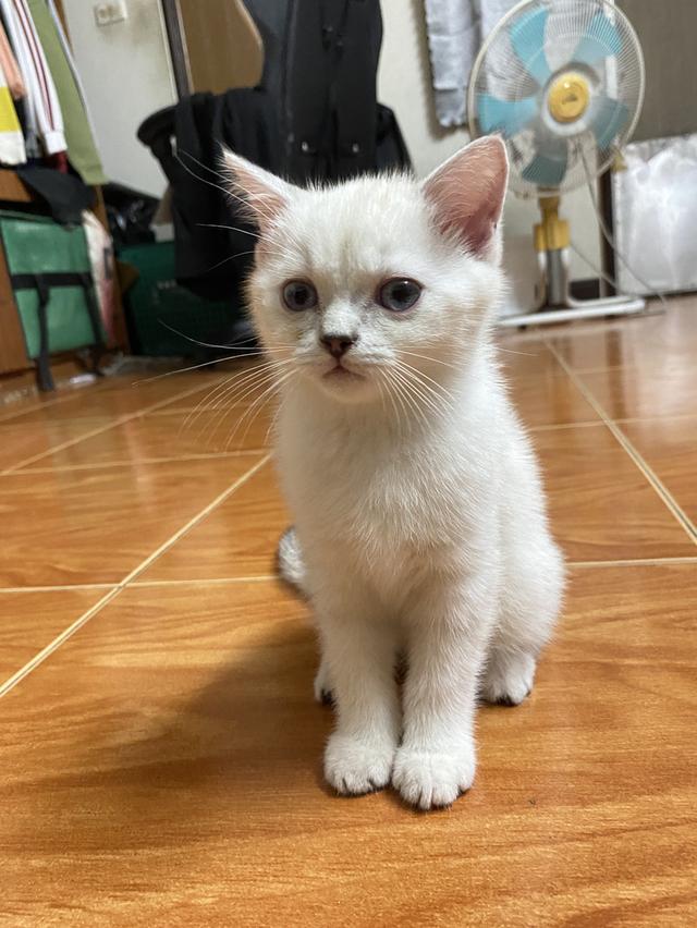  แมวสายพันธุ์สก๊อตติชโฟลด์ 11