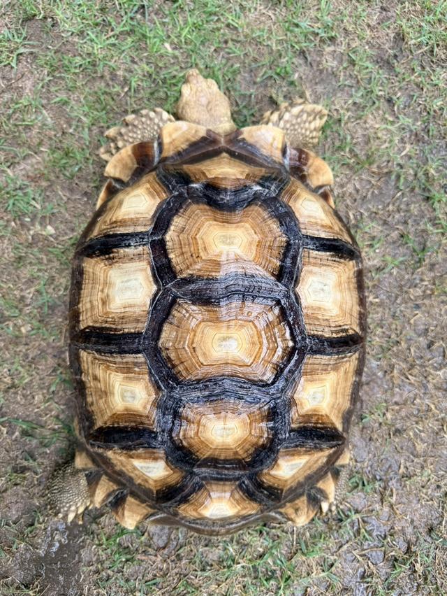 Sulcata เต่าซูคาต้า 16“ 17” 18“