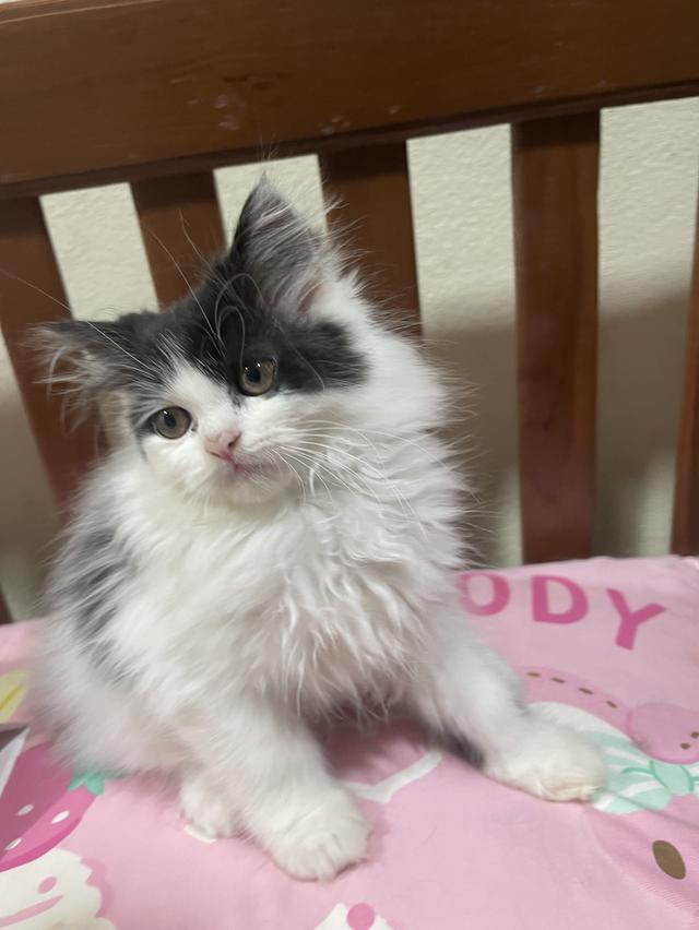 เด็กชายเปอร์เซีย อายุ 3 เดือน เจ้าแพนด้าน้อย