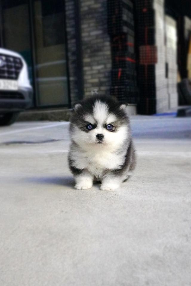 ขาย Pomsky แท้ นำเข้าจากเกาหลี หน้าหมี เพศผู้ เกรดพรีเมียม รูปที่ 4