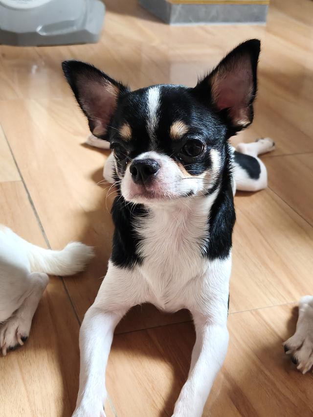 ชิวาว่า