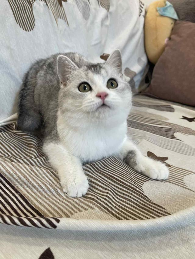 สาวสก็อตติชแท้ 11