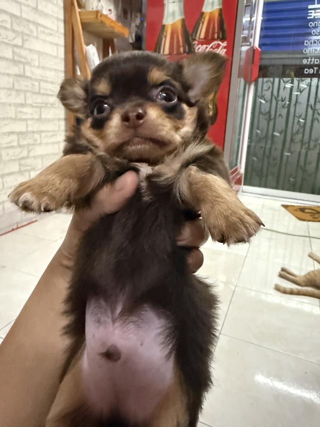 ชิวาวาจิ๋ว 6