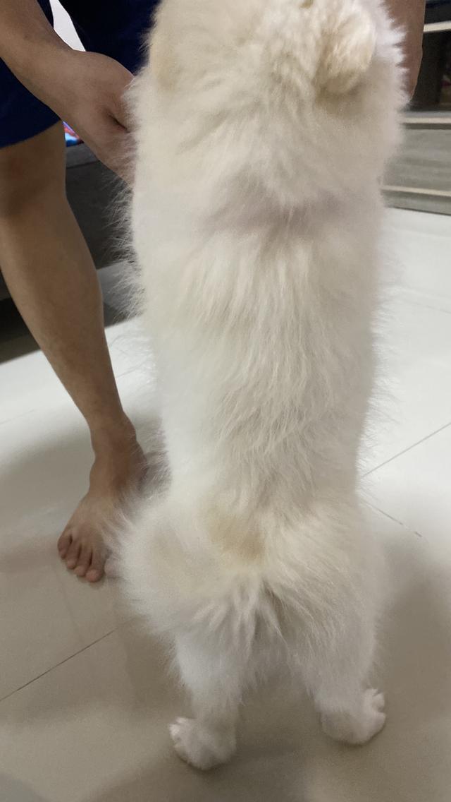 Japanese Spitz 3